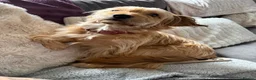 Mixed Breed dogs for sale:  Beautiful Female Puppies Ready Soon  - Advert 2