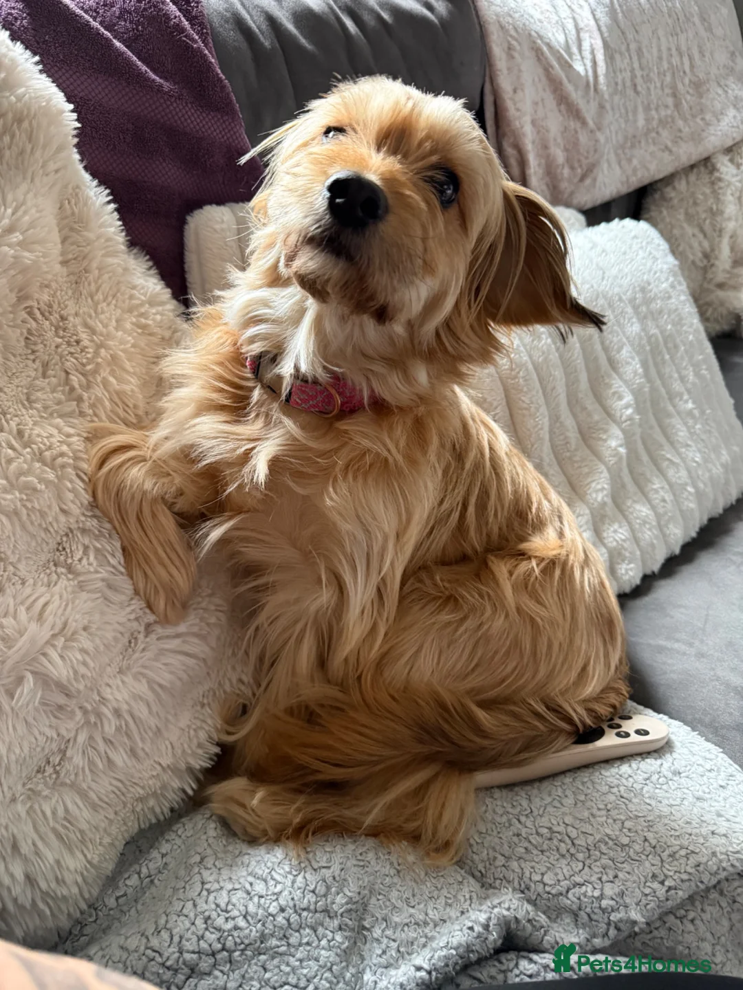 Mixed Breed dogs for sale:  Beautiful Female Puppies Ready Soon  - Advert 2