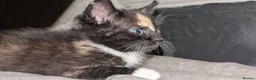 Domestic Shorthair cats for sale: 2 Beautiful Kittens in Southampton - Advert 3