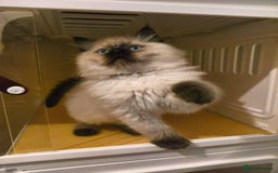 Ragdoll cats for sale: Beautiful Ragdoll Kittens Ready for Sale! - Advert 17