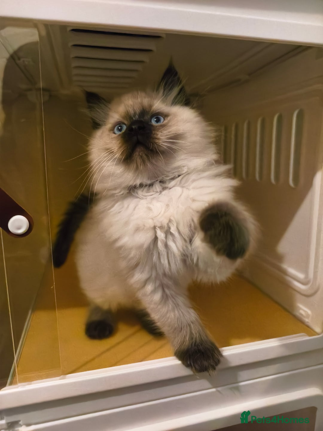 Ragdoll cats for sale: Beautiful Ragdoll Kittens Ready for Sale! - Advert 17