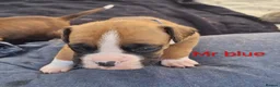 Boxer dogs for sale: Boxer puppies kc registered 5 star council licence - Advert 8