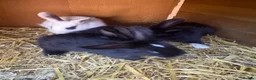 Mixed Breed rabbits for sale: Baby bunnies Dutch cross lop  - Advert 5