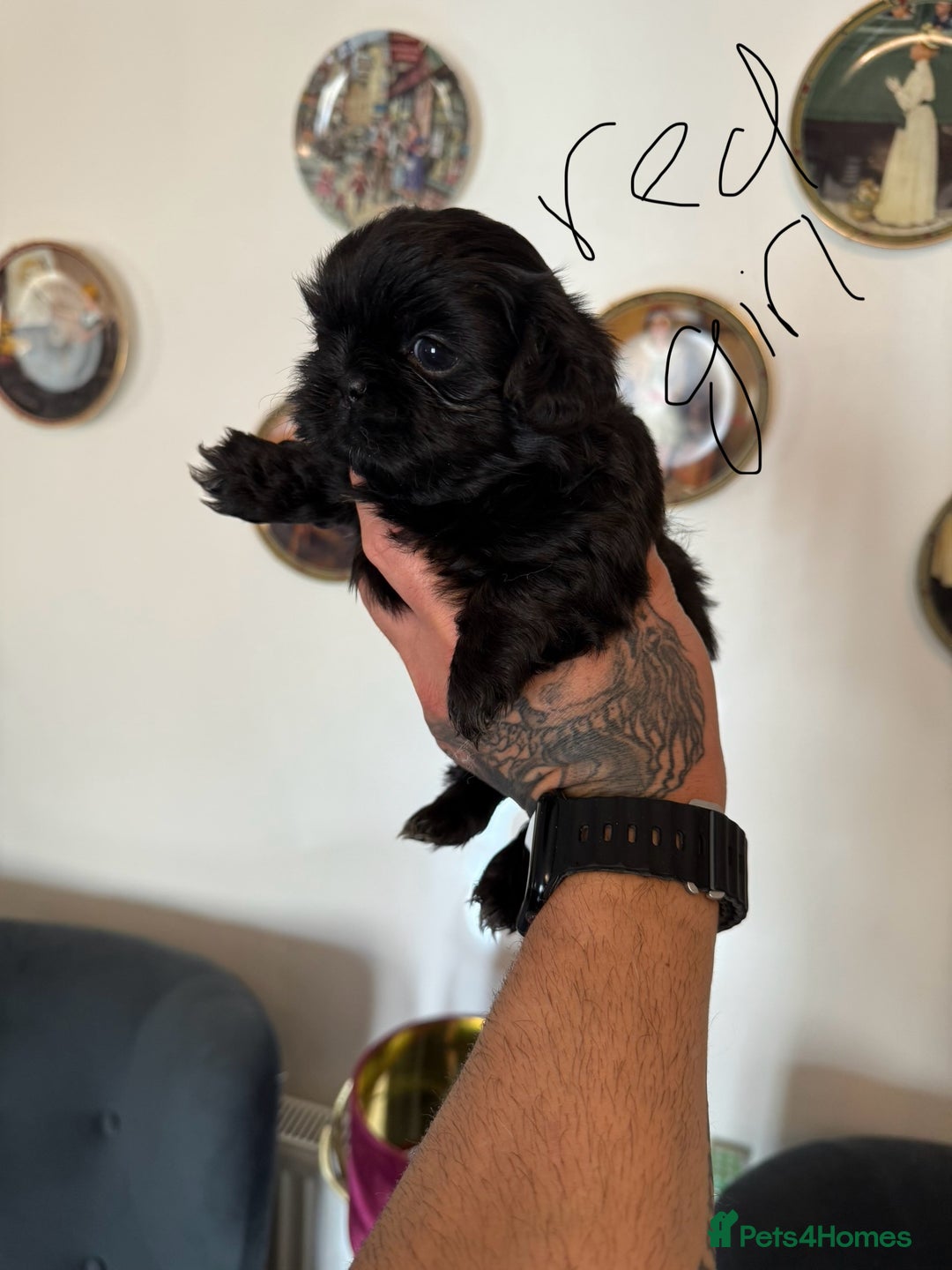 Shih Tzu dogs for sale: Shih Tzu - Image 5