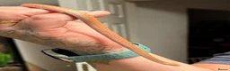 Snake reptiles for sale: Mixed Snakes - Advert 8