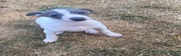 Italian Greyhound dogs for sale: Italian greyhounds - Advert 9
