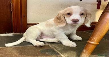 Cocker Spaniel dogs - Advert 6