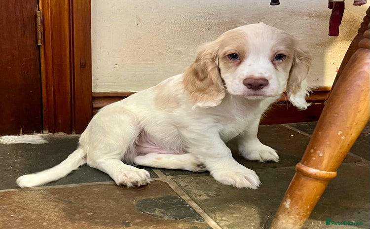 Cocker Spaniel dogs - Advert 11