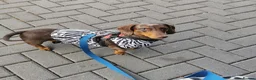 Dachshund dogs for sale: Dachshund girl 4y looking for best loving home - Advert 3