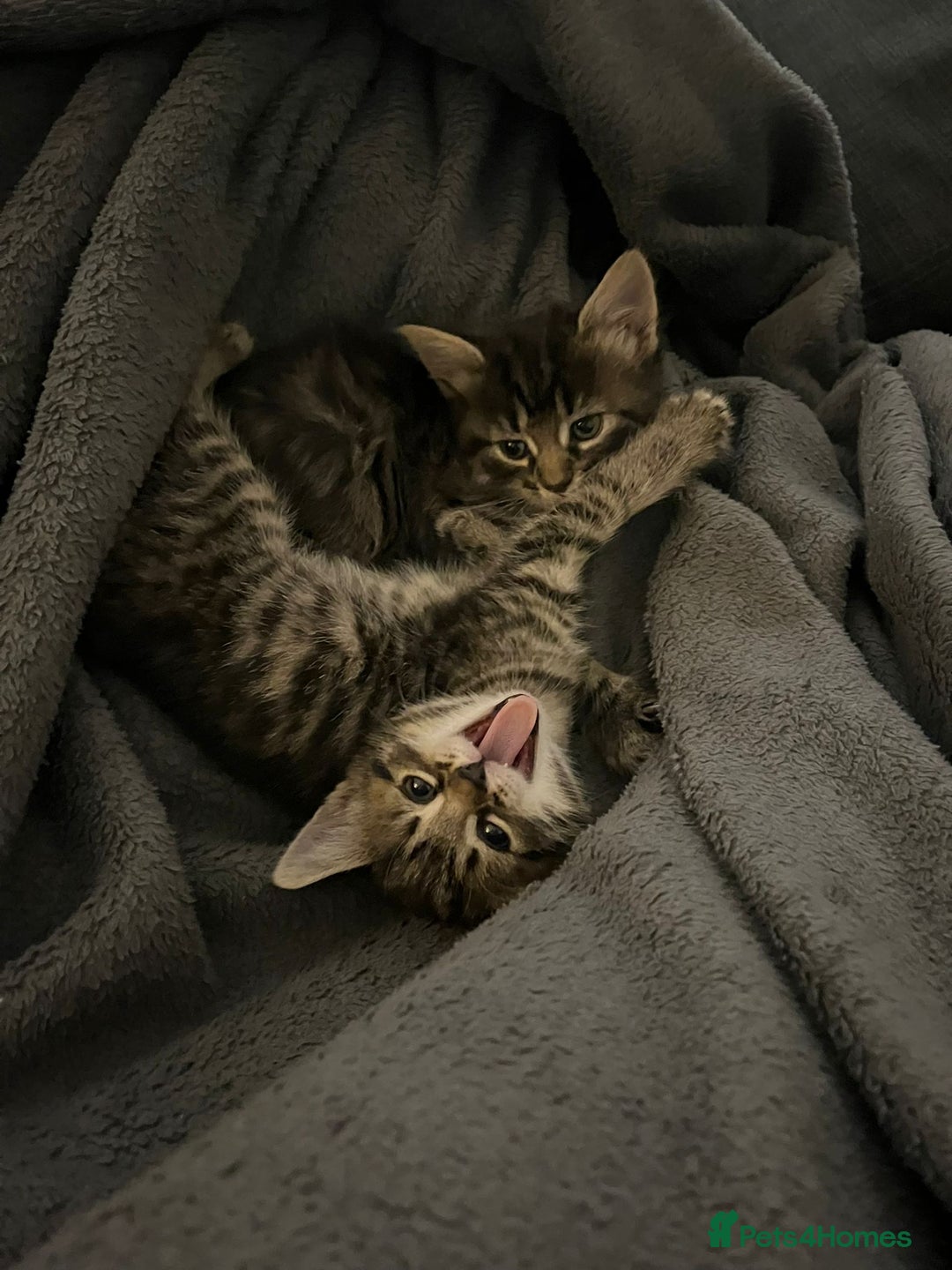 British Shorthair cats for sale: Beautiful playful kittens  - Advert 7