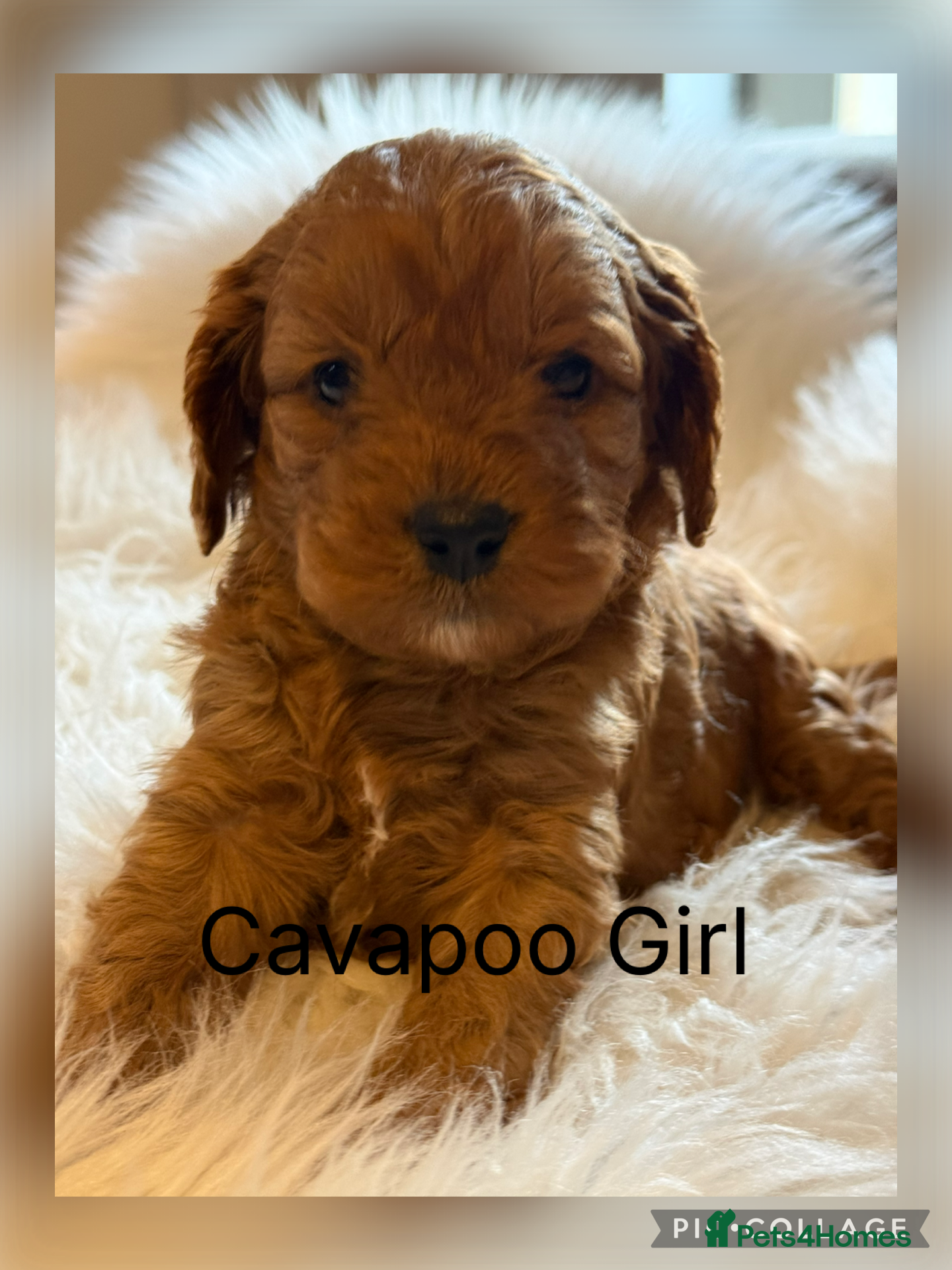 Cavapoo dogs Gorgeous F1 Cavapoo’s  - Advert 6