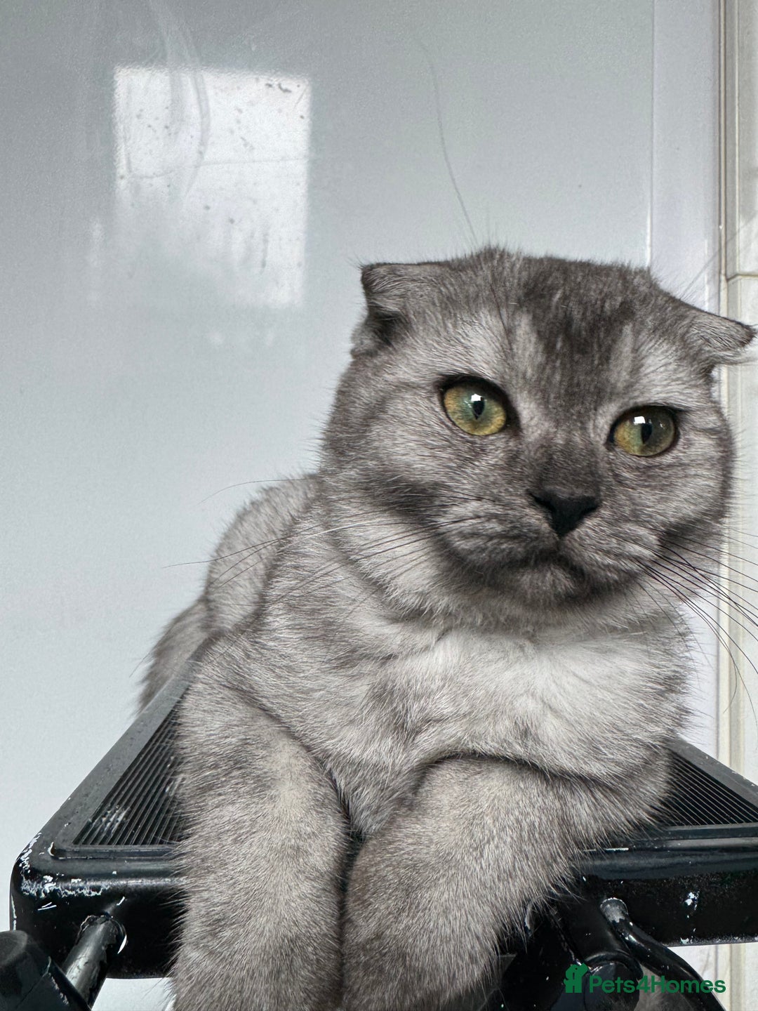 Scottish Fold cats for sale: Scottish Fold Kittens Variety of Colours - Image 36