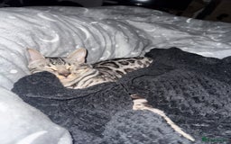 Bengal cats for sale: Silver rosetted Bengal🐆❤️ - Image 16