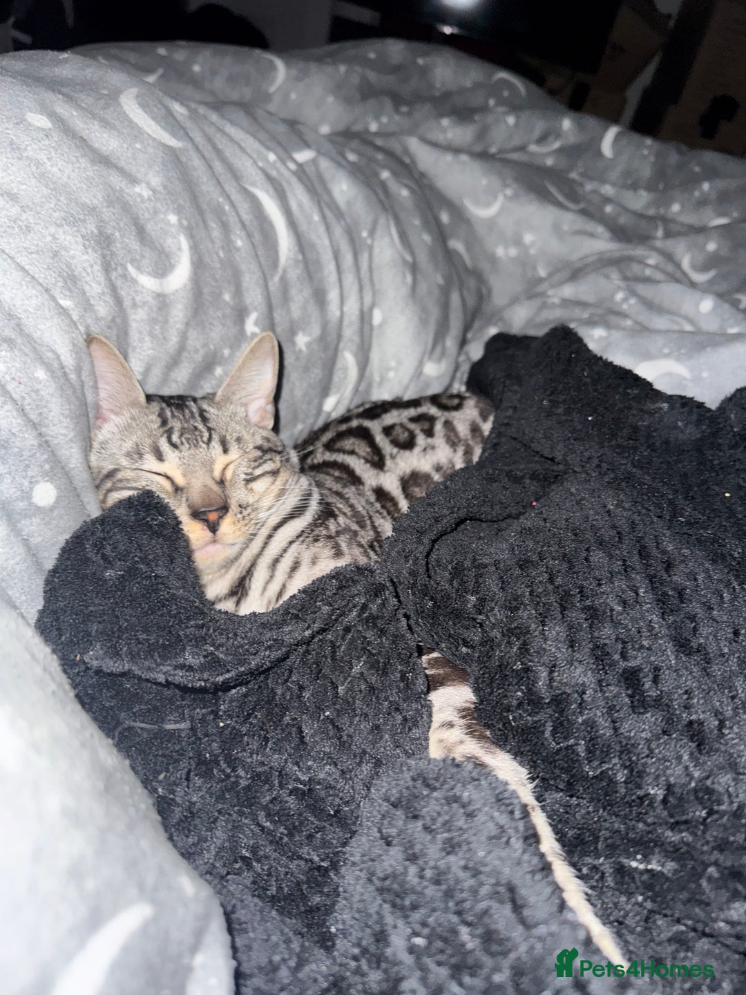 Bengal cats for sale: Silver rosetted Bengal🐆❤️ - Image 16