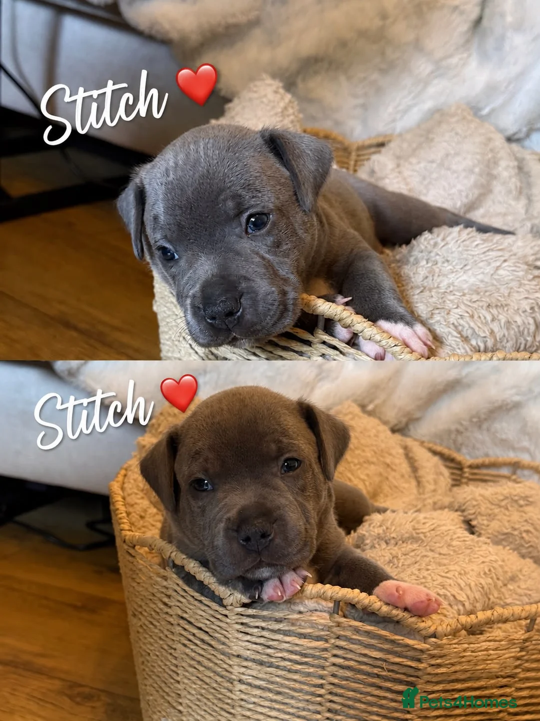 Staffordshire Bull Terrier dogs for sale: Gorgeous Blue Staffordshire Bull Terrier Puppies - Advert 13