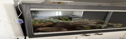 Leopard Gecko reptiles for sale: 8 year old leopard gecko + full set up  in Esher - Advert 4