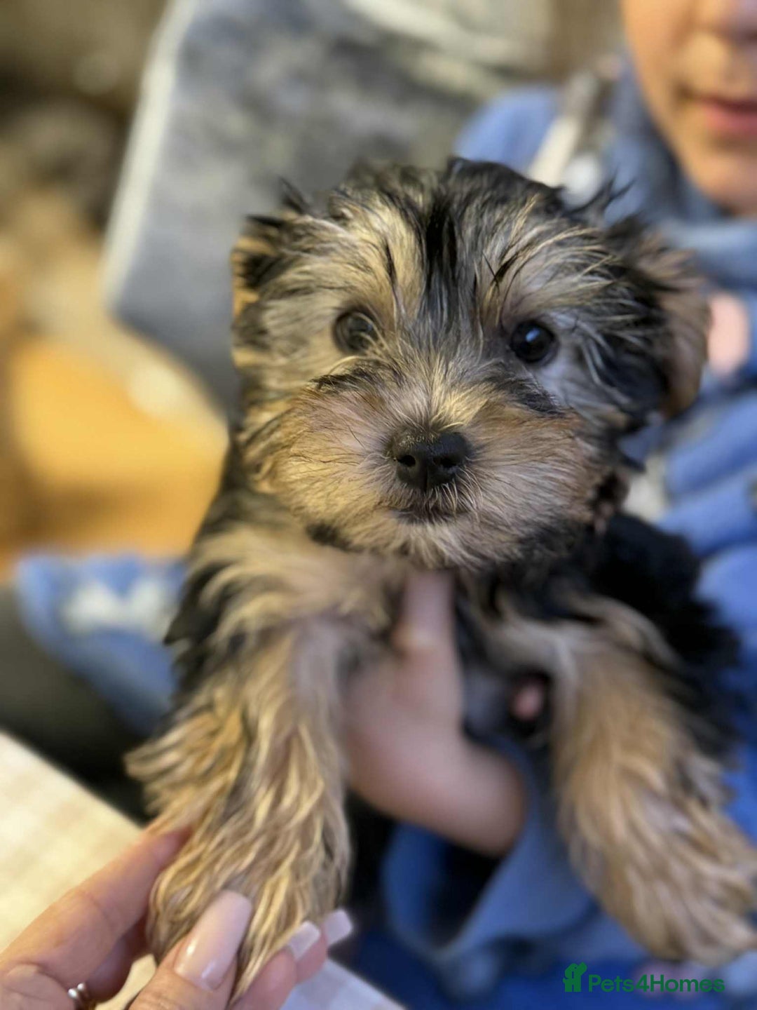 Yorkshire Terrier dogs for sale: Yorkshire Terrier  - Advert 6