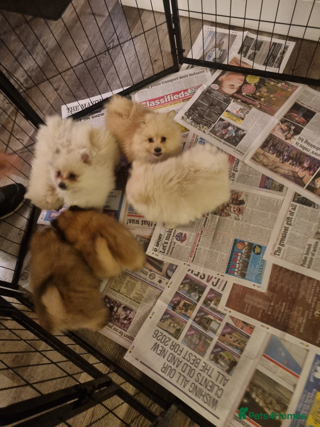 Pomeranian dogs for sale: Pomeraniums  - Advert 2