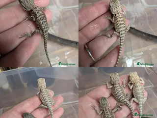 Bearded Dragon reptiles Variety of reptiles - Advert 14