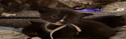 Mixed Breed cats for sale: Beautiful babies in Leamington Spa - Advert 5
