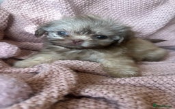 Shih Tzu dogs for sale: ONE PUPPY AVAILABLE READY NOW - Image 2