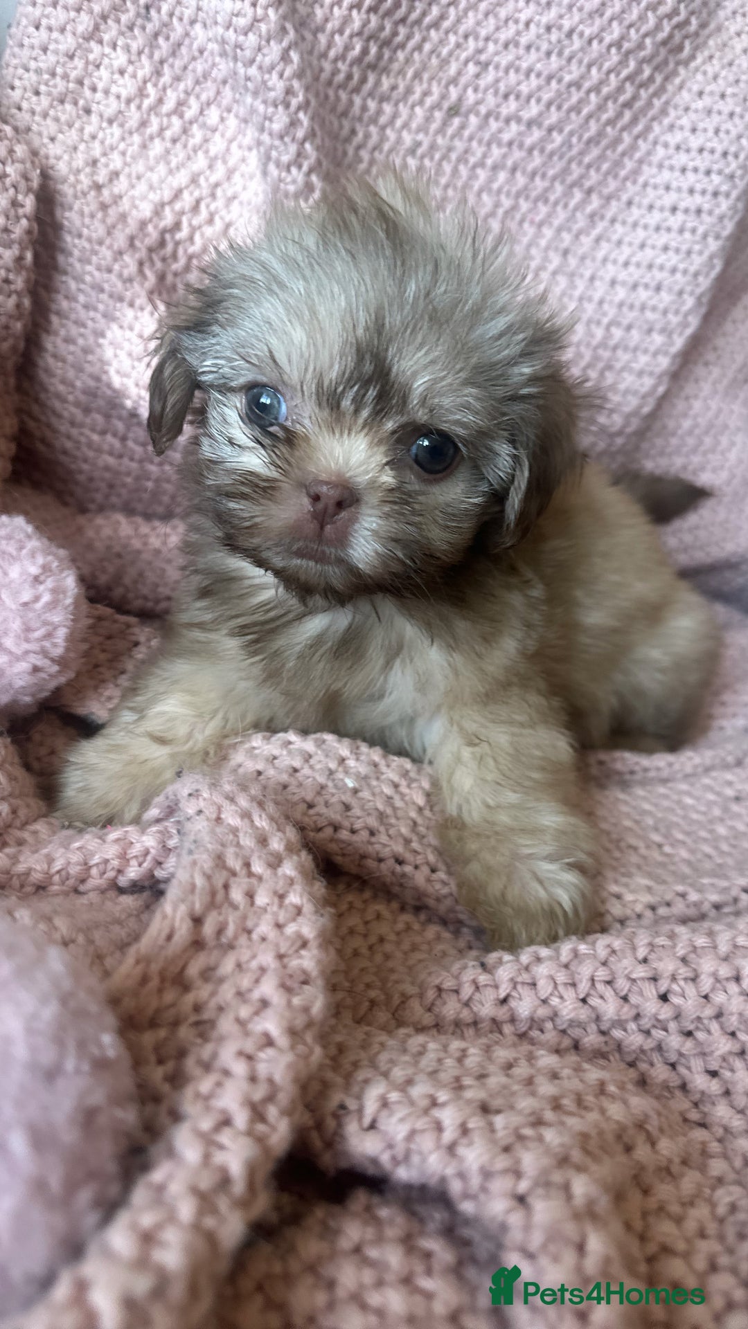 Shih Tzu dogs for sale: ONE PUPPY AVAILABLE READY NOW - Image 2