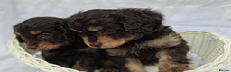 Cavapoo dogs for sale: Miniature rich chocolate & tan Cavapoo puppies  - Advert 7