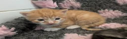Mixed Breed cats for sale: Beautiful Fluffy Kittens - Advert 4