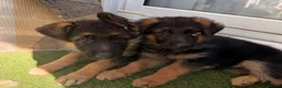 German Shepherd dogs for sale: German Shepard puppies for sales  - Advert 17