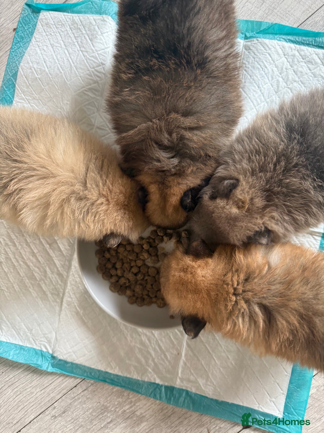 Pomeranian dogs for sale: STUNNING mini Pomeranians  - Image 1