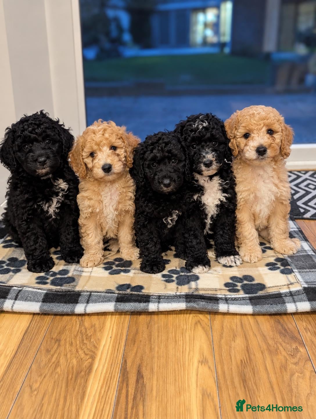 Mixed Breed dogs Sheepadoddle Puppies - Advert 17