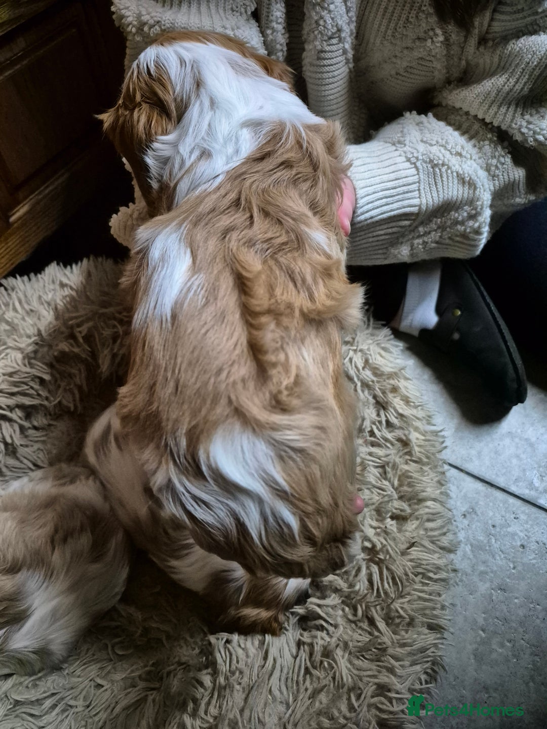 Cavalier King Charles Spaniel dogs for sale: Blenheim Cavalier King Charles spaniel puppies  - Image 15