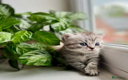 Scottish Fold cats for sale: Adorable rare silver tabby/lilac tabby kittens 🐾 - Image 9