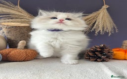 Ragdoll cats for sale: Stunning TICA Ragdolls  - Image 16