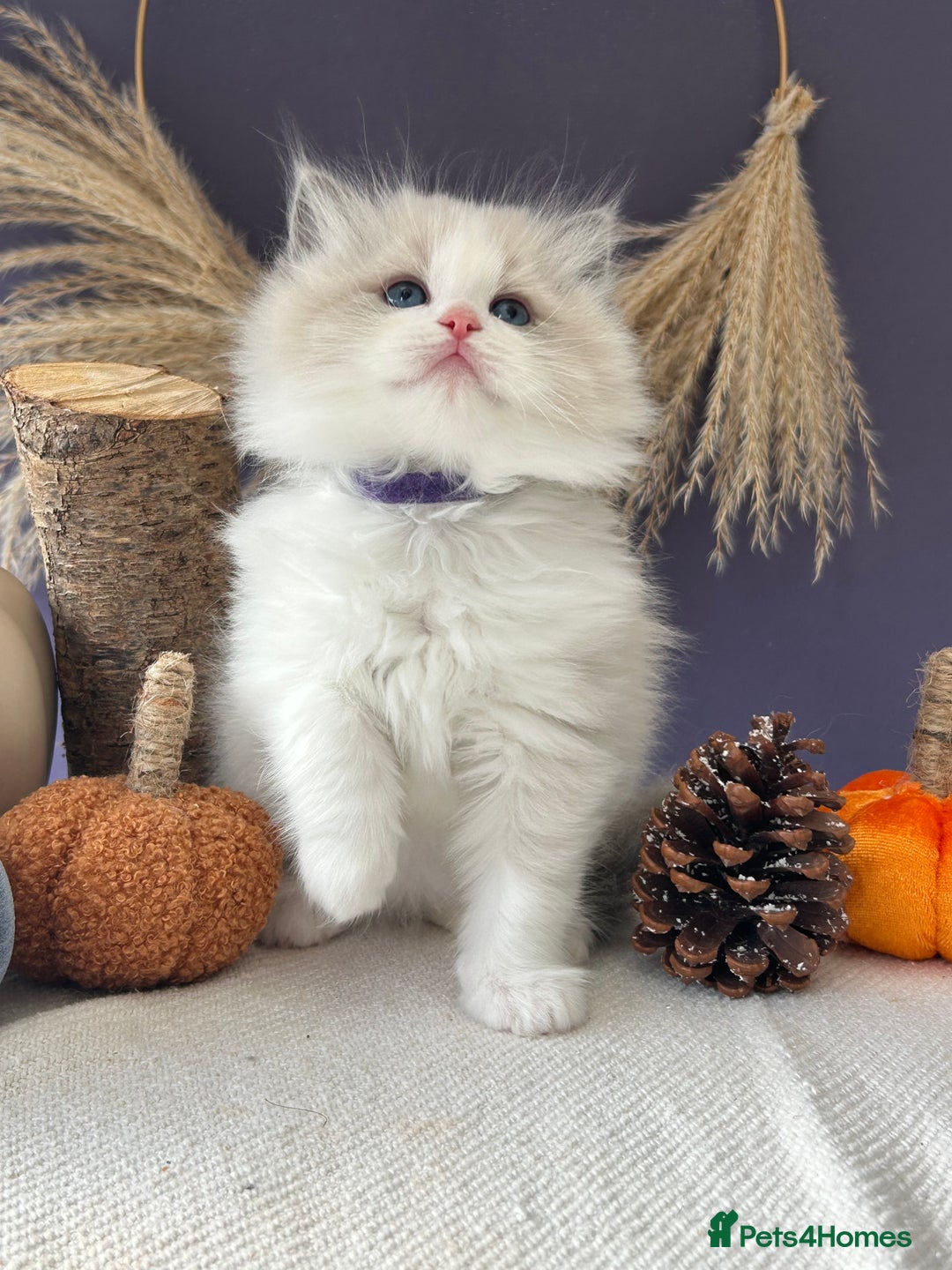 Ragdoll cats for sale: Stunning TICA Ragdolls  - Image 16