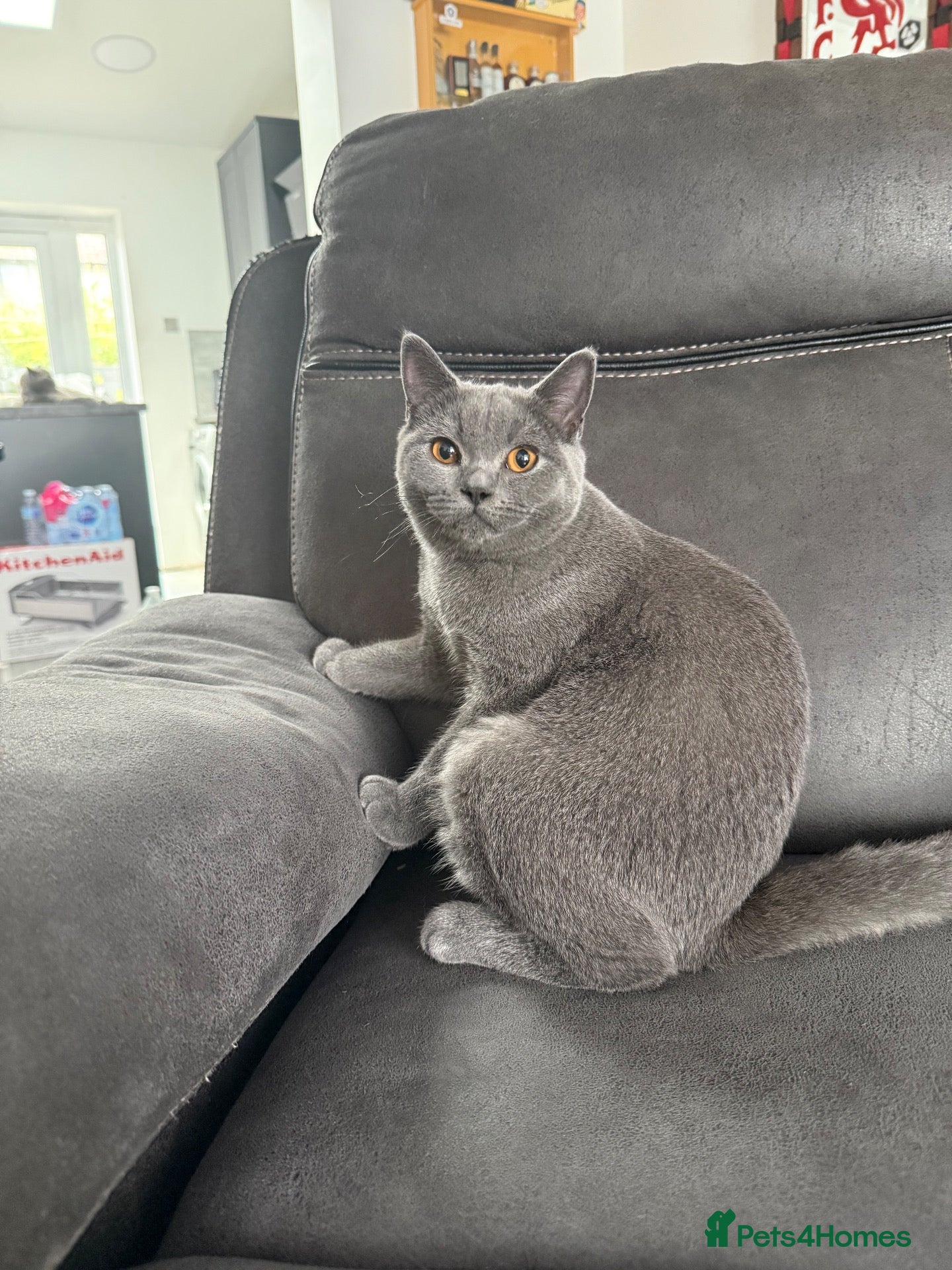 British Shorthair cats British shorthair kittens “READY NOW” - Advert 1