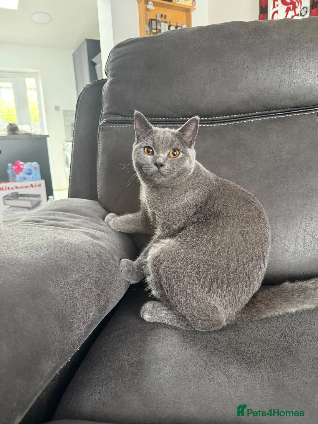 British Shorthair cats for sale: British shorthair kittens “READY NOW” - Advert 1
