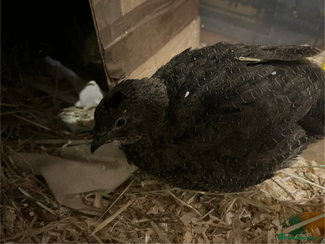 Quail poultry for sale: Male coturnix quail - Advert 1
