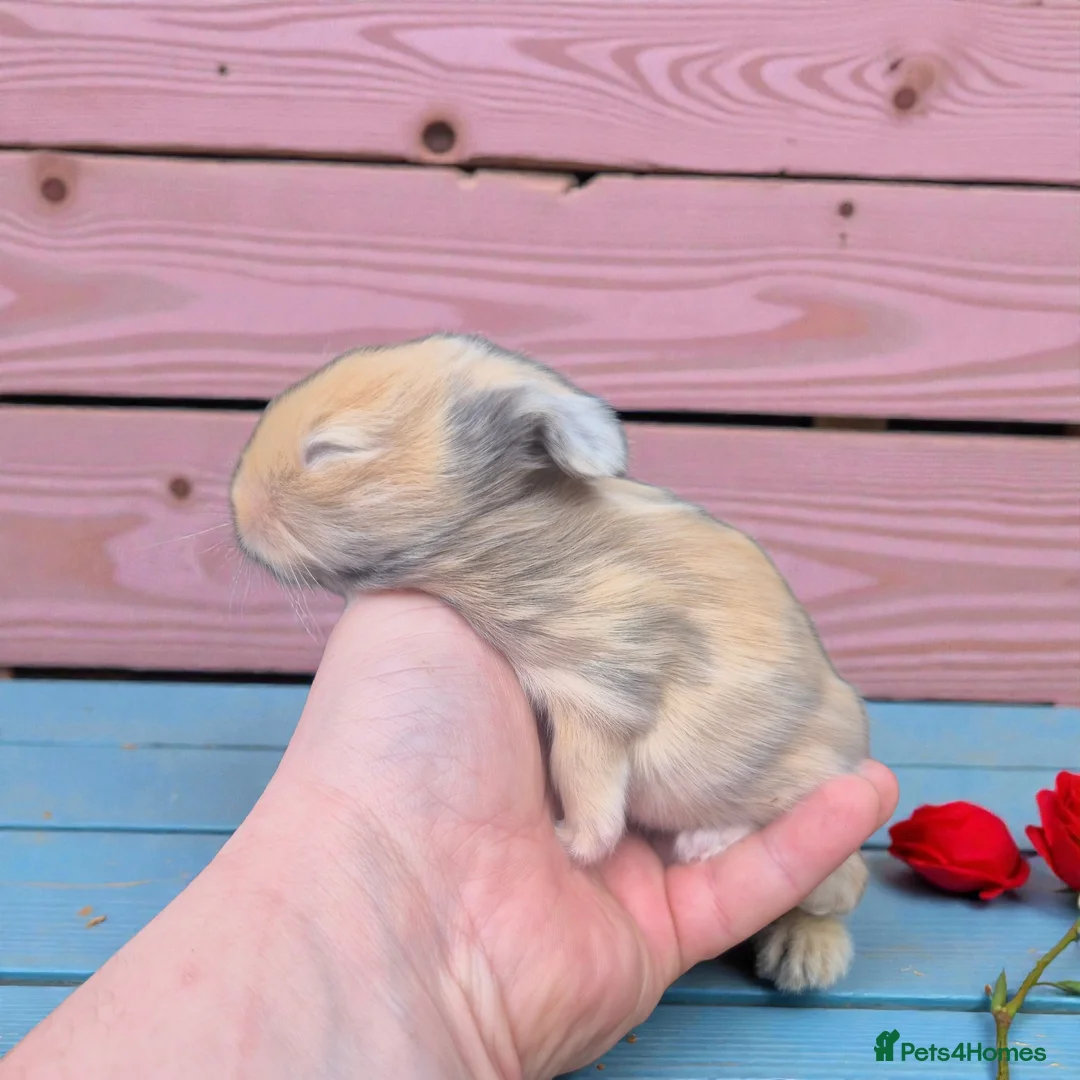 Angora rabbits for sale: 💗The most stunning angora- imported parents ❤️  - Advert 2