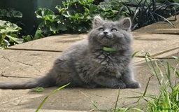 British Longhair cats for sale: Blue & Lilac Gorgeous British longhair kittens - Image 8