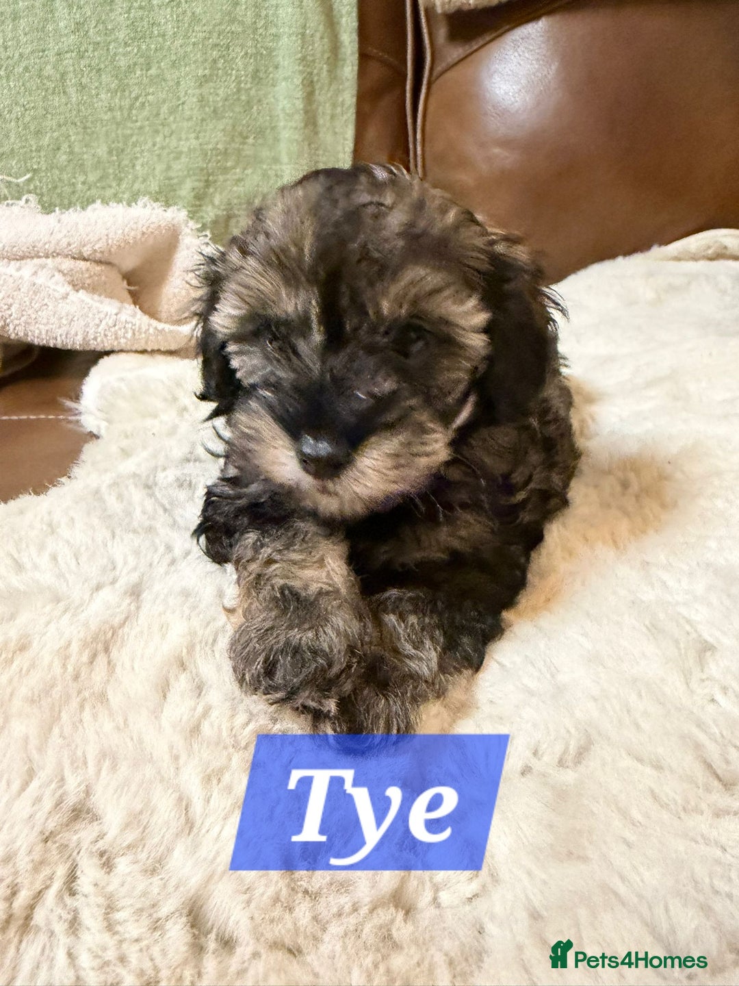 Maltipoo dogs for sale: Multipoo - Advert 26