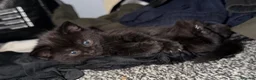 Mixed Breed cats for sale: Black kitten in Dover - Advert 15