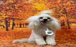 Labradoodle dogs for sale: Beautiful labradoodle pups  - Image 23