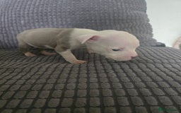Staffordshire Bull Terrier dogs for sale: Staffordshire bull terrier puppy's  - Image 7