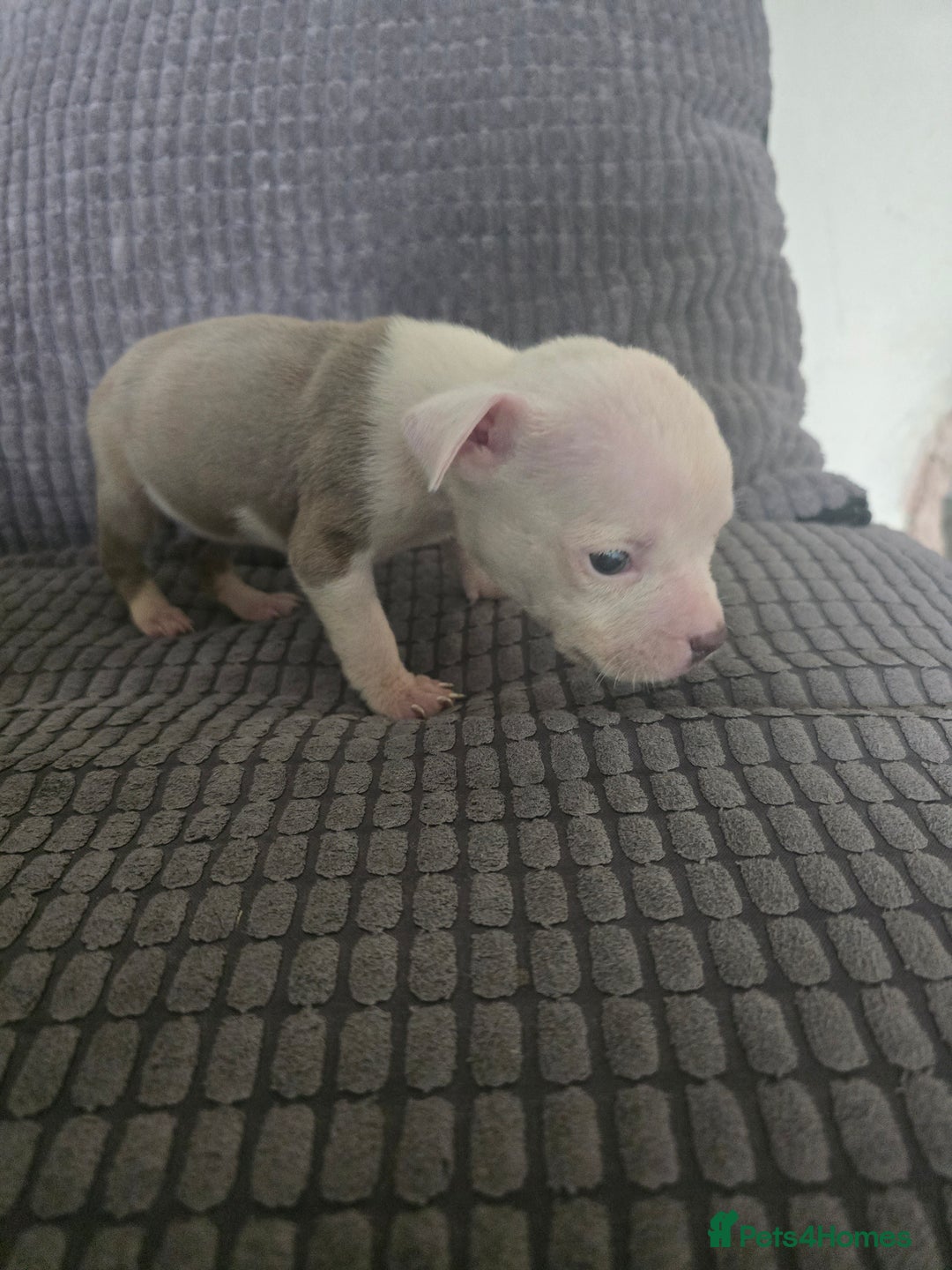 Staffordshire Bull Terrier dogs for sale: Staffordshire bull terrier puppy's  - Image 7