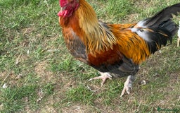 Chickens poultry for sale: Old English Cockerel - Image 4