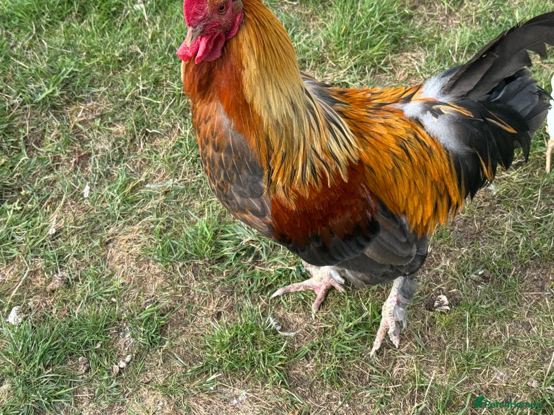 Chickens poultry for sale: Old English Cockerel - Image 4