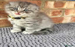 Scottish Fold cats for sale: Stunningly beautiful Scottish Fold x Ragdoll  - Image 10