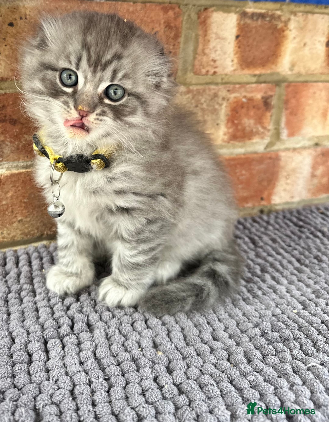 Scottish Fold cats for sale: Stunningly beautiful Scottish Fold x Ragdoll  - Image 10