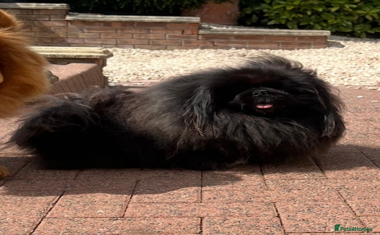 Pekingese dogs - Advert 2